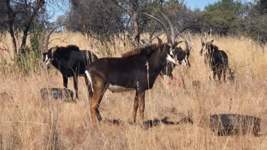 5 Bedroom Property for Sale in Swartruggens North West